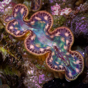 WYSIWYG Multicolor Tridacna Maxima Clam (1-1.5") (Aquaculture)