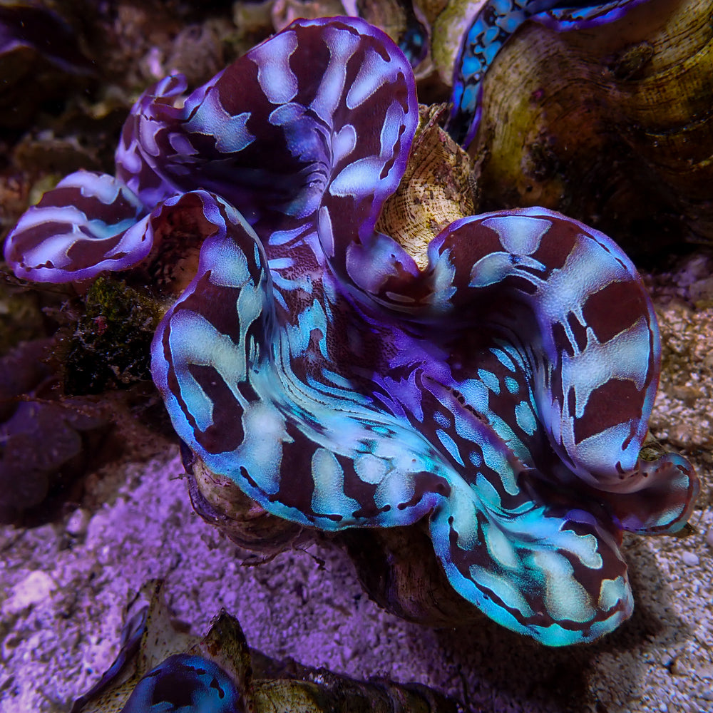 WYSIWYG Aquaculture Ultra Blue Tridacna Squamosa Clam (Large, 3-5”)