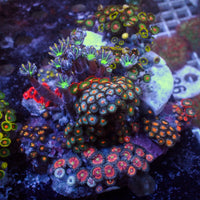 WYSIWYG Rainbow Zoa Cloves Combo Rock Colony (4-5”)