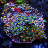 WYSIWYG Rainbow Zoa Cloves Combo Rock Colony (4-5”)