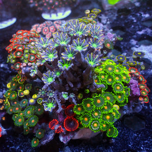 WYSIWYG Rainbow Zoa Cloves Combo Rock Colony (4-5”)