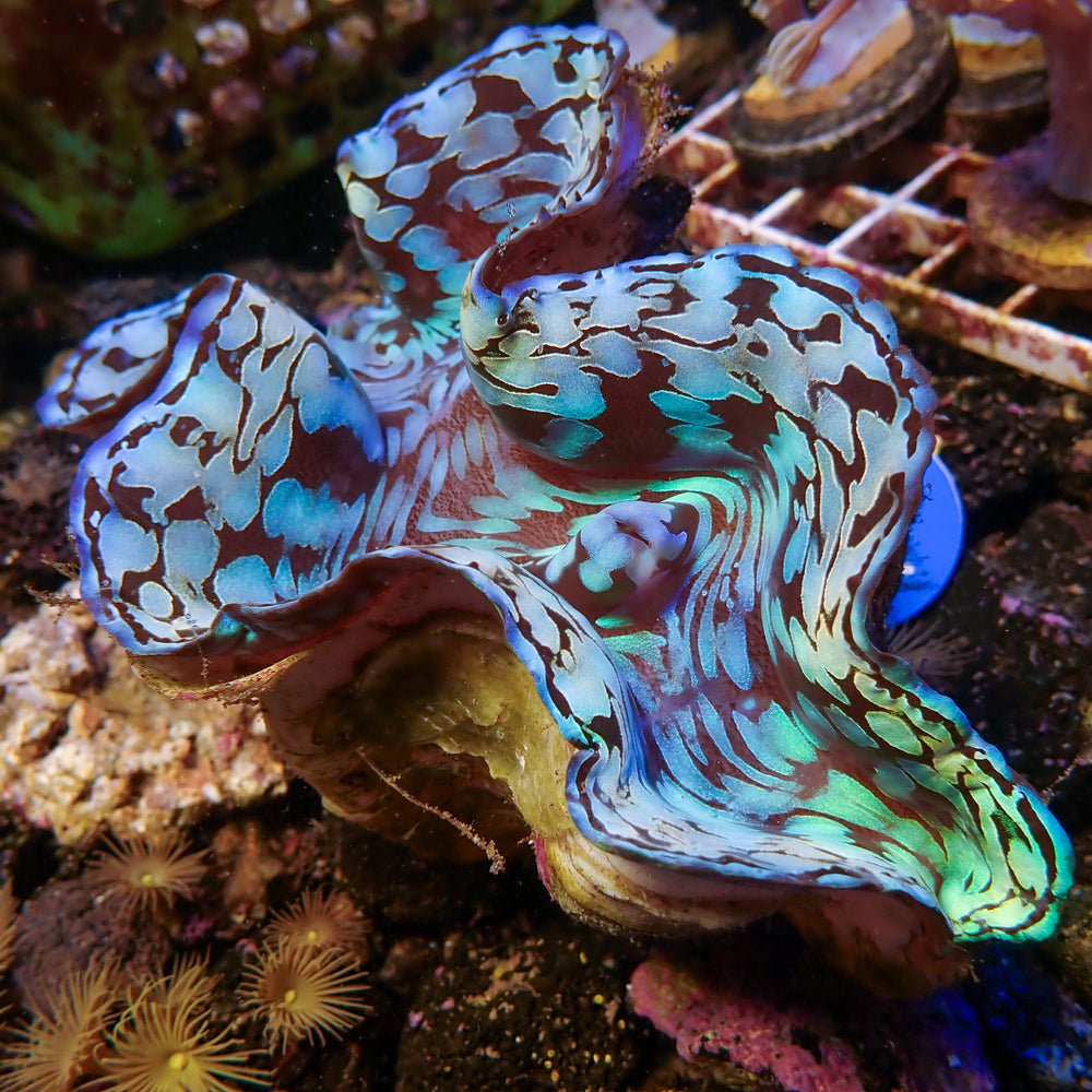 WYSIWYG Aquaculture Ultra Blue Tridacna Squamosa Clam (Large, 3-5”)