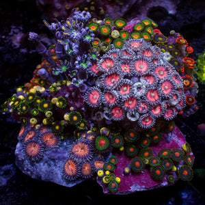 WYSIWYG Rainbow Zoa Cloves Combo Rock Colony (4-5”)