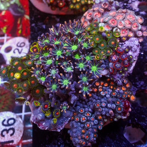 WYSIWYG Rainbow Zoa Cloves Combo Rock Colony (4-5”)