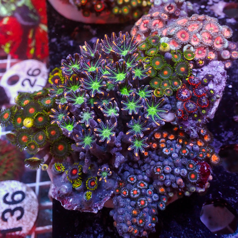 WYSIWYG Rainbow Zoa Cloves Combo Rock Colony (4-5”)