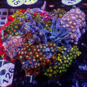 WYSIWYG Rainbow Zoa Cloves Combo Rock Colony (4-5”)