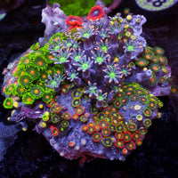 WYSIWYG Rainbow Zoa Cloves Combo Rock Colony (4-5”)