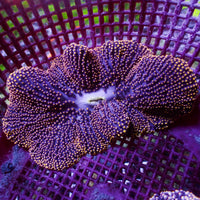 Gold Tip Merten’s Carpet Anemone
