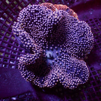 Gold Tip Merten’s Carpet Anemone
