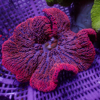 WYSIWYG Red Ruby Haddoni Carpet Anemone (4-6")