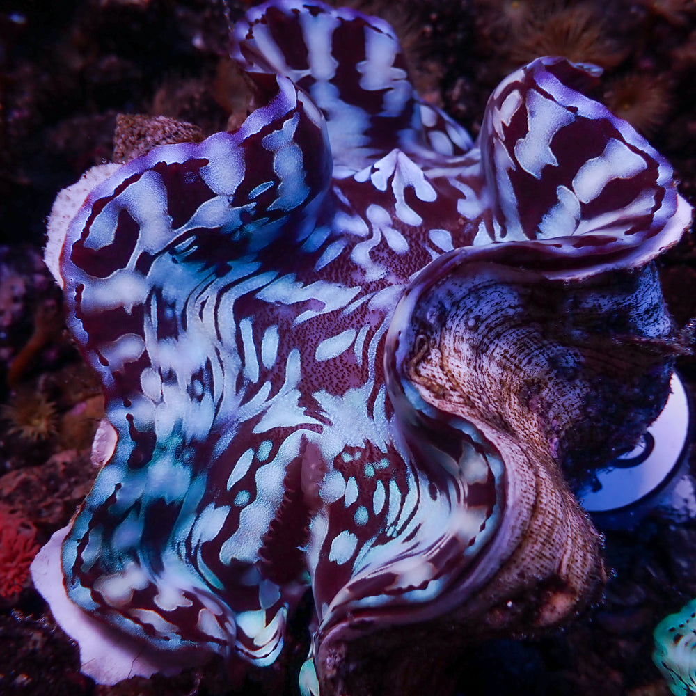 WYSIWYG Aquaculture Ultra Blue Tridacna Squamosa Clam (Large, 3-5”)