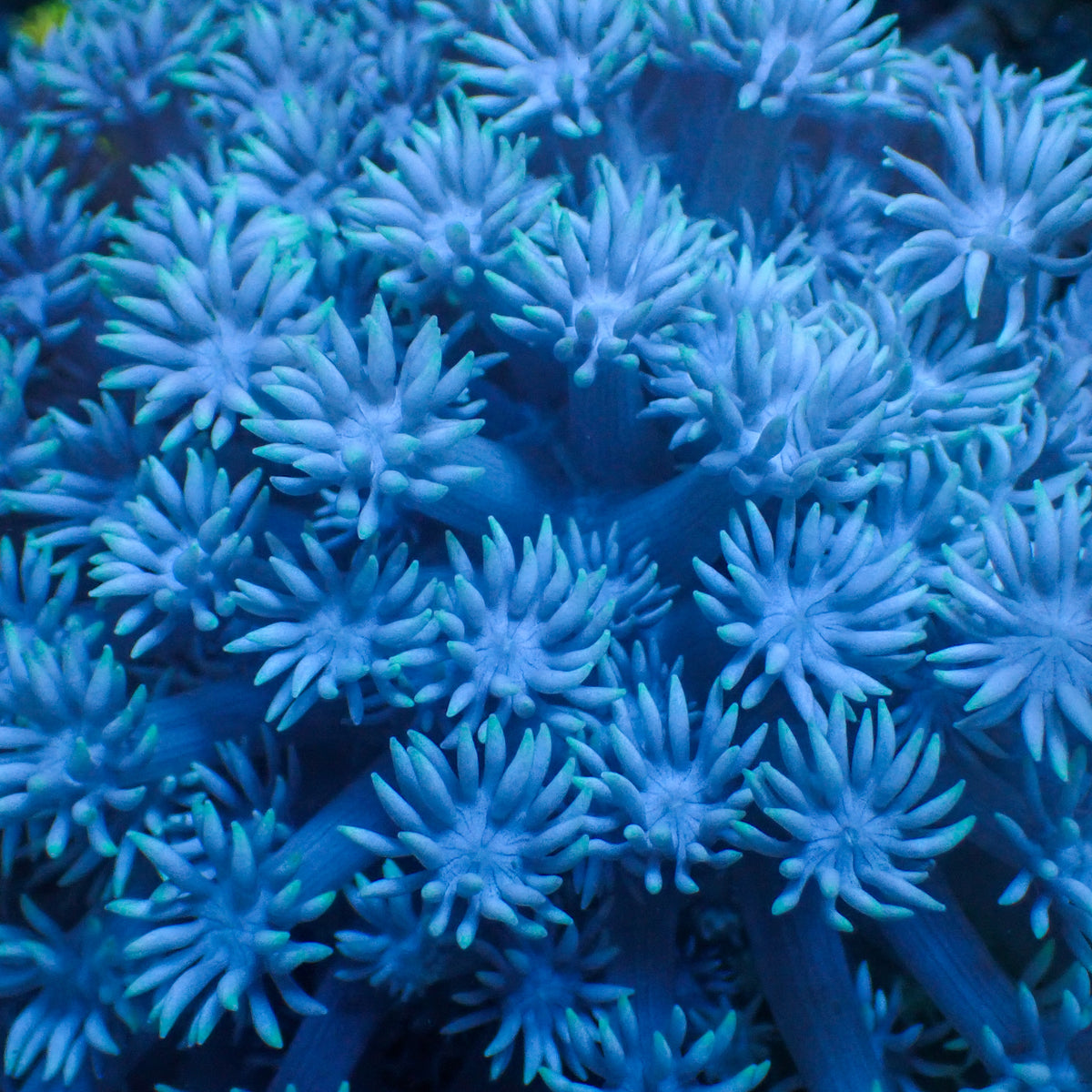 Sky Blue Goniopora (0.5-1" Frag) - Corals Anonymous
