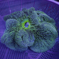 WYSIWYG XL Sapphire Green Gigantea Carpet Anemone (10-13")