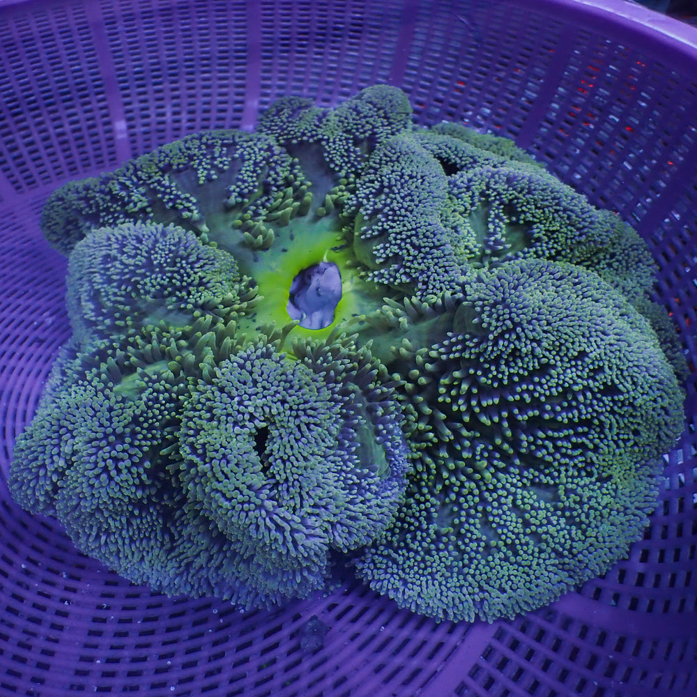 WYSIWYG XL Sapphire Green Gigantea Carpet Anemone (10-13