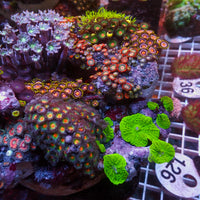 WYSIWYG XL Rainbow Zoa Cloves Combo Rock Colony (7-9”)
