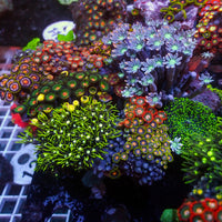 WYSIWYG XL Rainbow Zoa Cloves Combo Rock Colony (7-9”)
