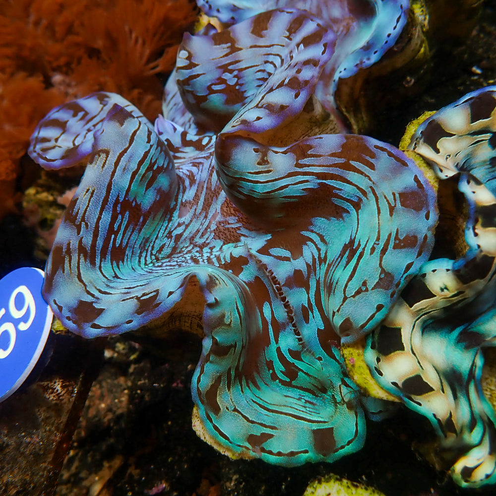 WYSIWYG Aquaculture Ultra Blue Tridacna Squamosa Clam (Large, 3-5”)