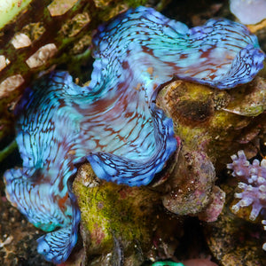 WYSIWYG Aquaculture Ultra Blue Tridacna Squamosa Clam (Large, 3-5”)