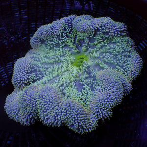 WYSIWYG Sapphire Green Gigantea Carpet Anemone (8-10")