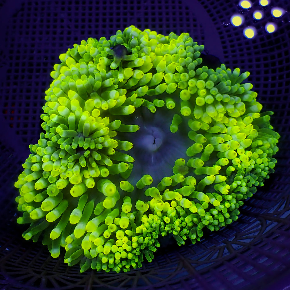 WYSIWYG Limonade Bubble Tip Anemone (3-5