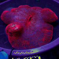 WYSIWYG Showpiece Red Ruby Haddoni Carpet Anemone (13-16")