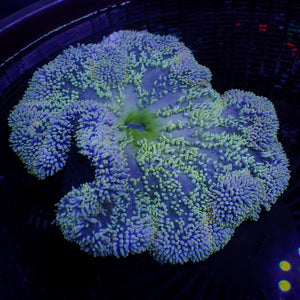 WYSIWYG Sapphire Green Gigantea Carpet Anemone (5-7")