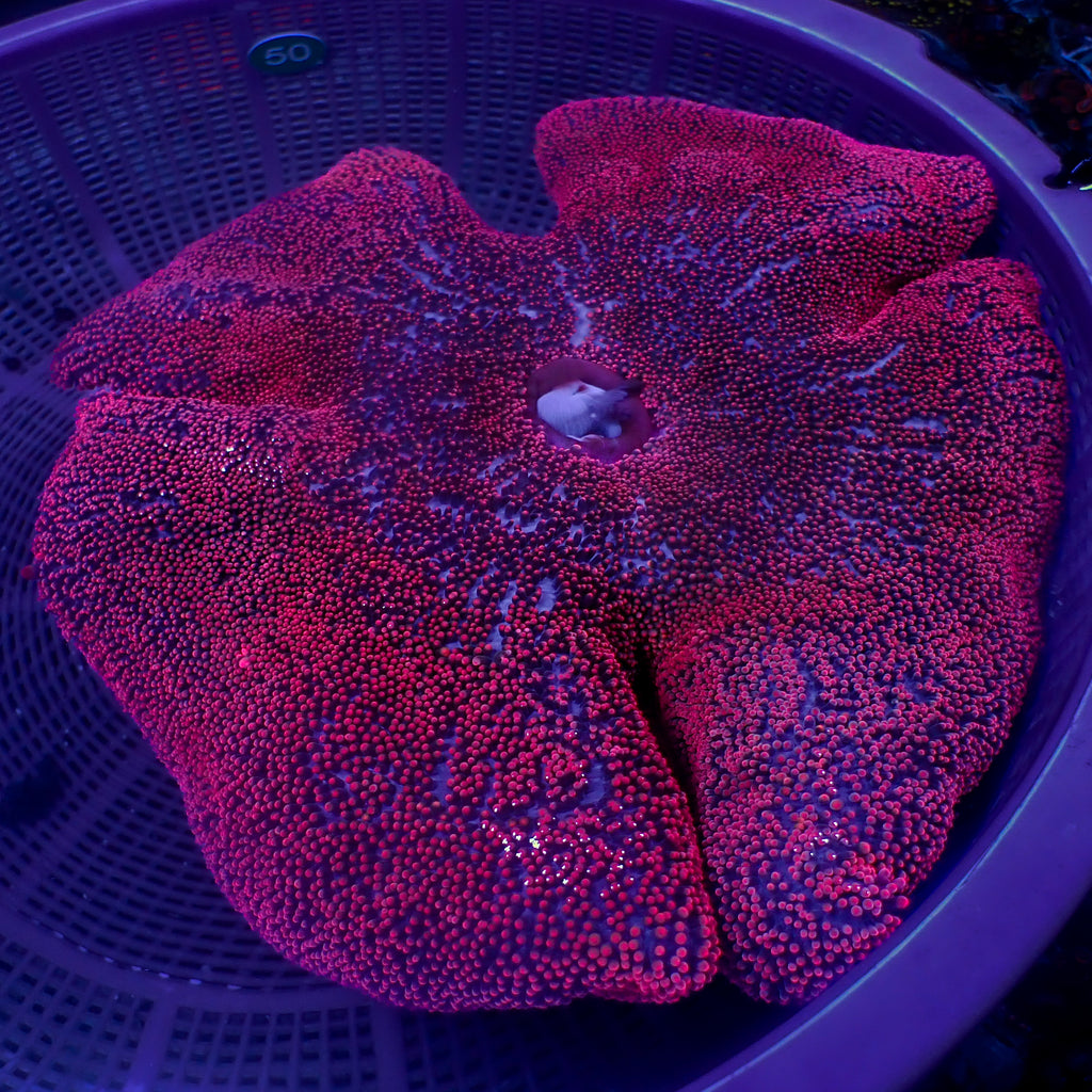 WYSIWYG Showpiece Maroon Red Haddoni Carpet Anemone (13-16") - Corals Anonymous