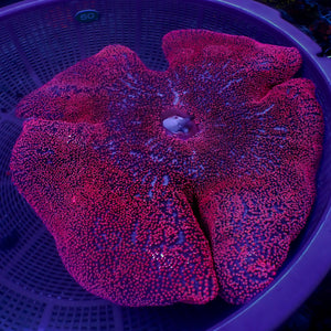 WYSIWYG Showpiece Maroon Red Haddoni Carpet Anemone (13-16")