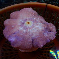 WYSIWYG Purple Haddoni Carpet Anemone (6-9")