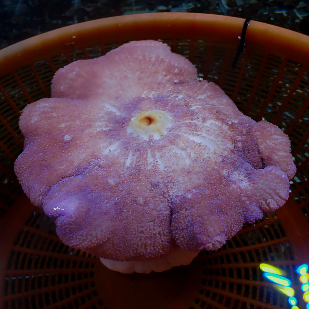 WYSIWYG Purple Haddoni Carpet Anemone (6-9