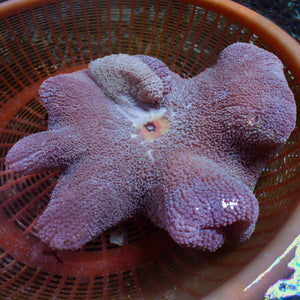 WYSIWYG Purple Haddoni Carpet Anemone (6-9")