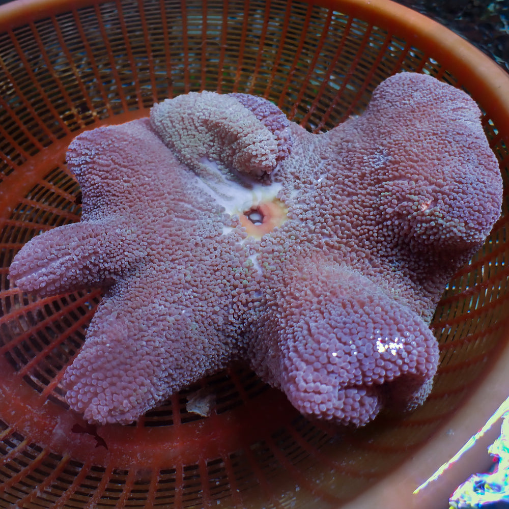 WYSIWYG Purple Haddoni Carpet Anemone (6-9