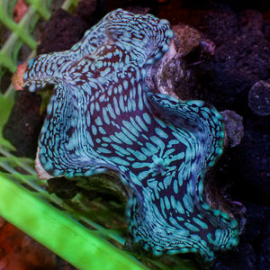 WYSIWYG Aquaculture Ultra Blue Tridacna Squamosa Clam (Large, 3-5”)