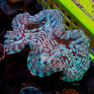 WYSIWYG Aquaculture Ultra Blue Tridacna Squamosa Clam (Large, 3-5”)