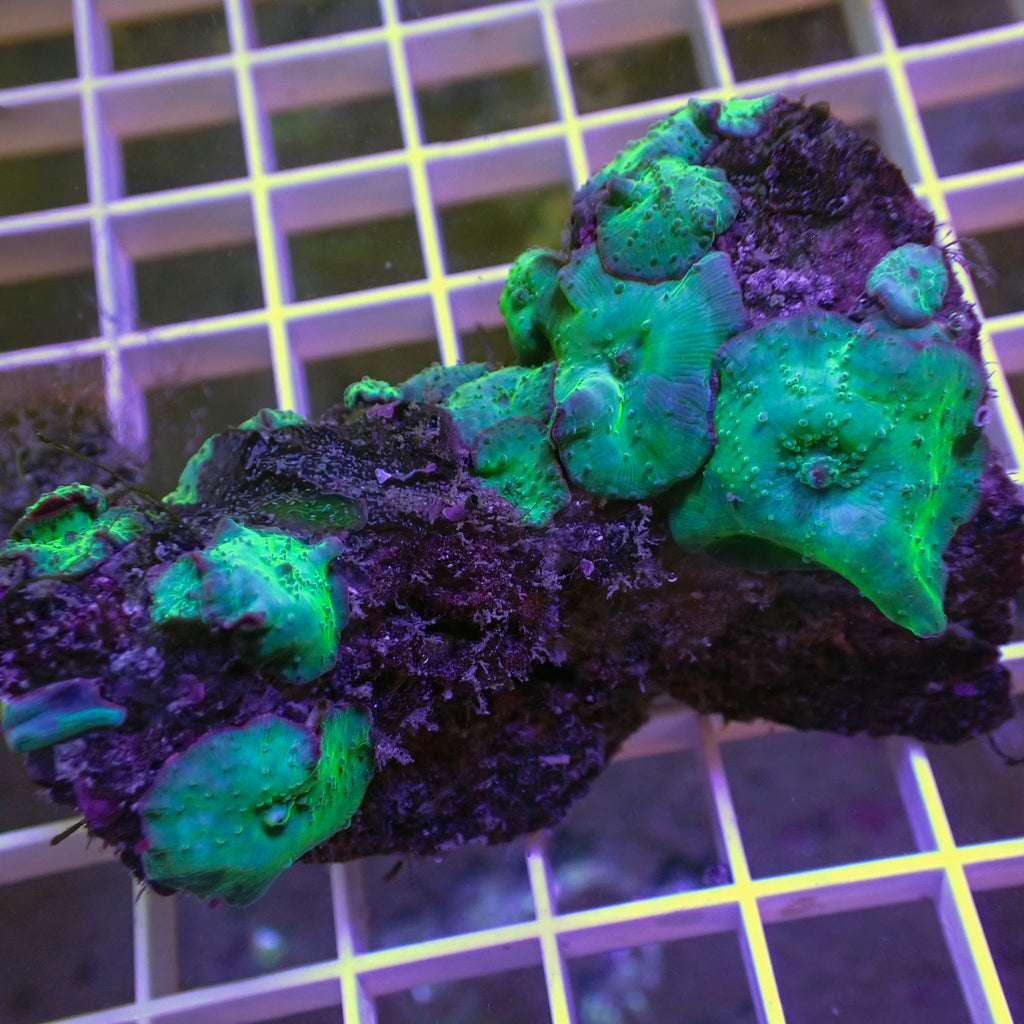 WYSIWYG Blue Hypnotic Discosoma Mushroom Colony (13+ Polyps) - Corals Anonymous