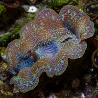 WYSIWYG Blue Tridacna Crocea Clam (1.5-2") (Aquaculture)