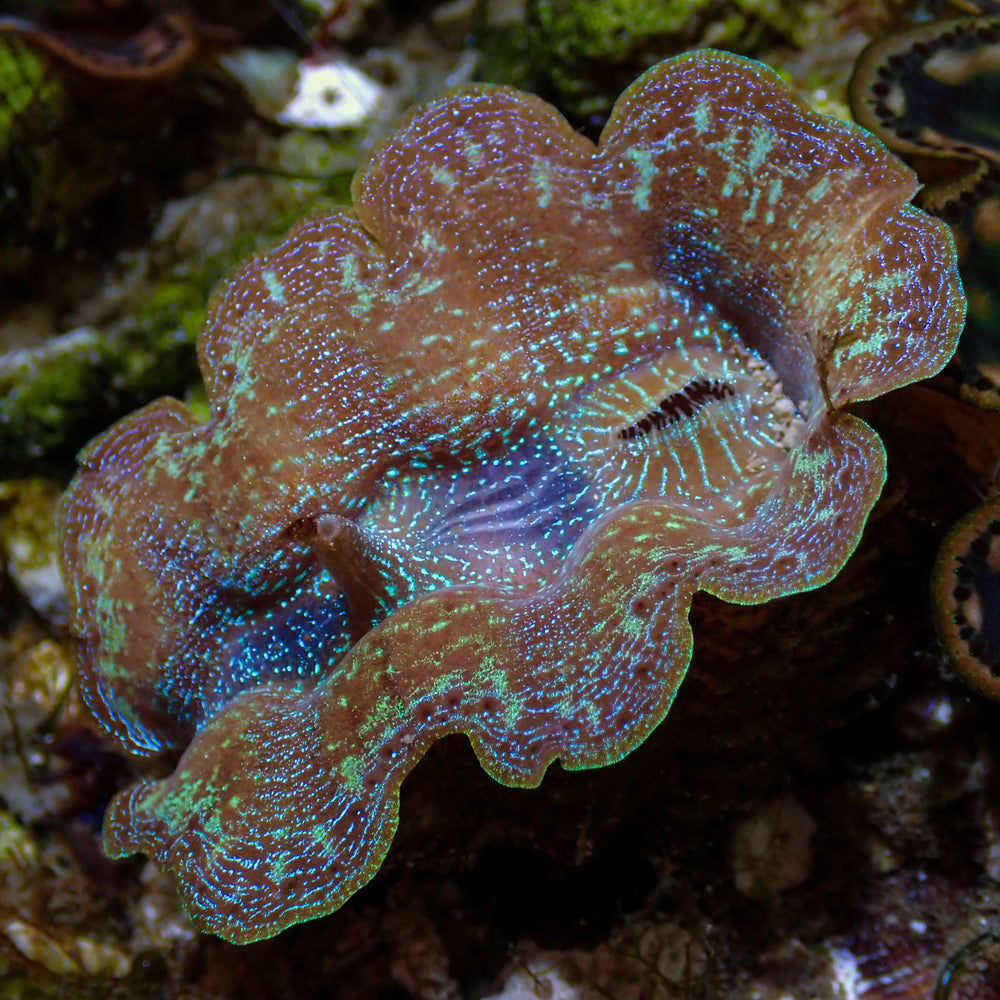 WYSIWYG Blue Tridacna Crocea Clam (1.5-2