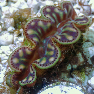 WYSIWYG Multicolor Tridacna Maxima Clam (1-1.5") (Aquaculture)