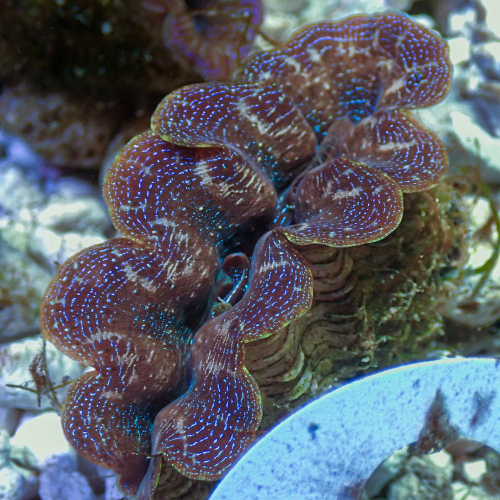 WYSIWYG Blue Tridacna Crocea Clam (1.5-2