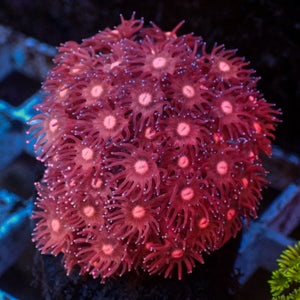 WYSIWYG Strawberryburst Goniopora (1" Frag)