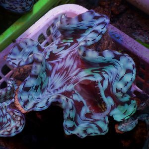 WYSIWYG Aquaculture Ultra Blue Tridacna Squamosa Clam (Large, 3-5”)