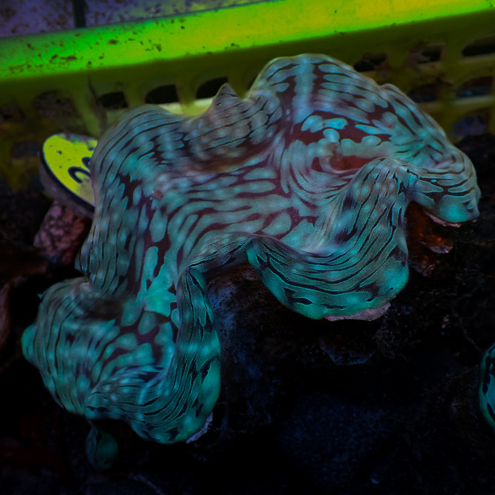 WYSIWYG Aquaculture Ultra Blue Tridacna Squamosa Clam (Large, 3-5”)