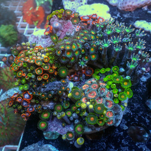 WYSIWYG Rainbow Zoa Cloves Combo Rock Colony (4-5”)