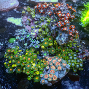 WYSIWYG Rainbow Zoa Cloves Combo Rock Colony (4-5”)