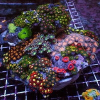 WYSIWYG XL Rainbow Zoa Cloves Mushroom GSP Combo Rock Colony (7-9”)
