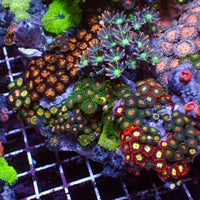 WYSIWYG XL Rainbow Zoa Cloves Mushroom GSP Combo Rock Colony (7-9”)
