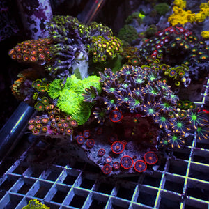 WYSIWYG XL Rainbow Zoa Cloves Mushroom GSP Combo Rock Colony (7-9”)