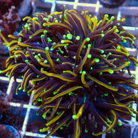 WYSIWYG Green Tip Indo Gold Torch Colony (4 Polyps)