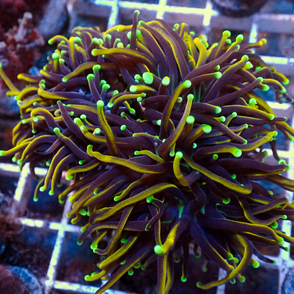 WYSIWYG Green Tip Indo Gold Torch Colony (4 Polyps)