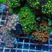 WYSIWYG XL Rainbow Zoa Cloves Mushroom GSP Combo Rock Colony (7-9”)
